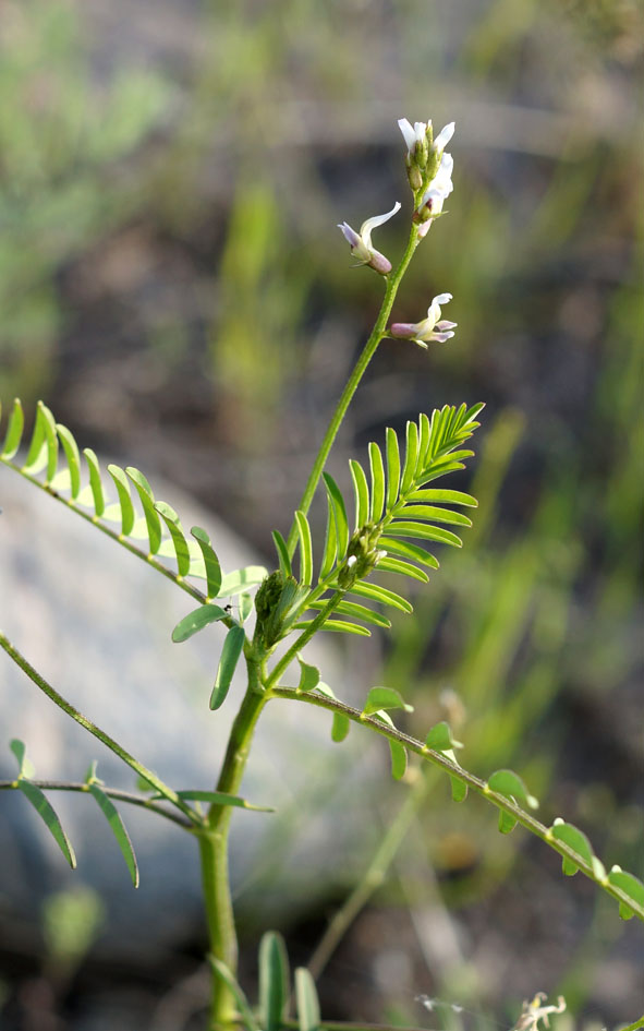 Изображение особи Astragalus schmalhausenii.