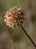 Cephalaria leucantha