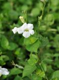 Asystasia gangetica