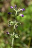 Salvia verbenaca. Верхушка соцветия с усыхающими(?) цветками. Черногория, г. Бар, Старый Бар, развалины старого города. 12.10.2014.