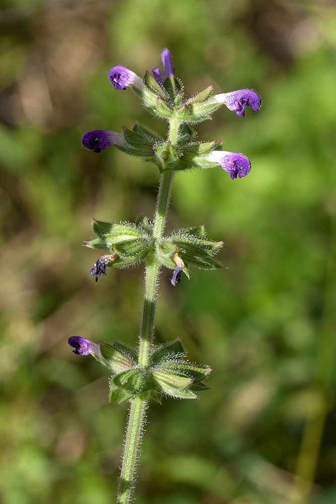 Изображение особи Salvia verbenaca.