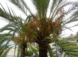 Phoenix canariensis. Крона плодоносящего растения. Франция, Лазурный Берег, Ментона, на пляже, в культуре. 21.07.2014.