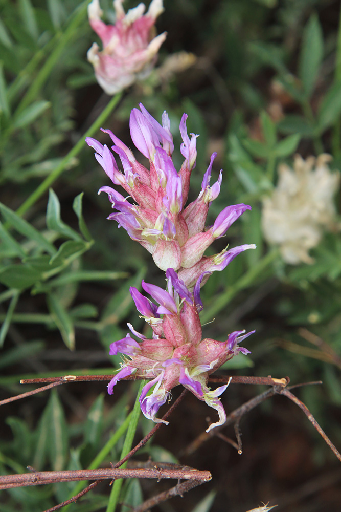 Изображение особи Astragalus pseudonobilis.