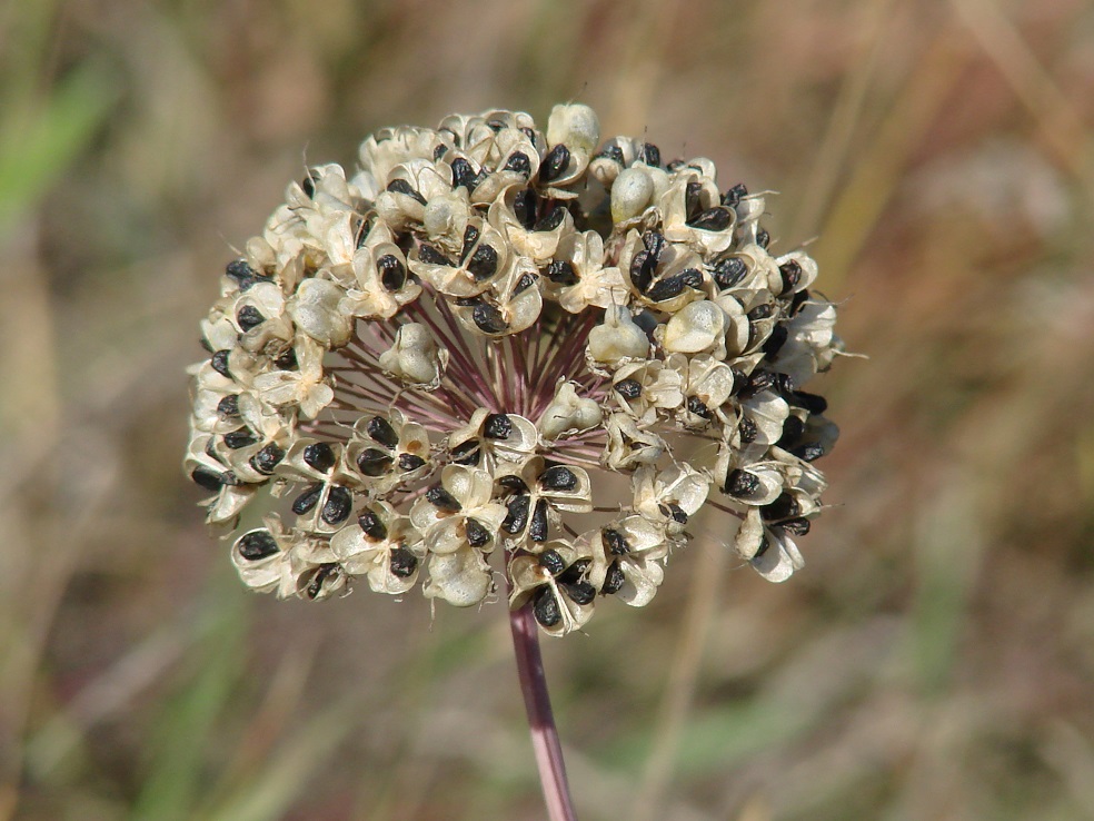 Image of Allium senescens specimen.