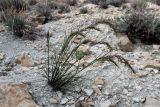 Poa bulbosa subspecies vivipara