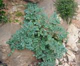 Indigofera coerulea