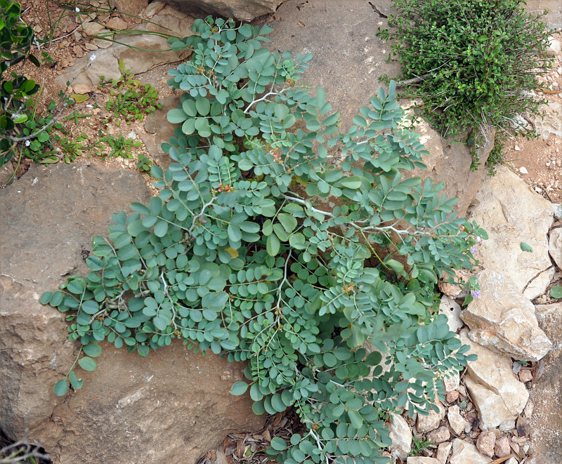 Изображение особи Indigofera coerulea.