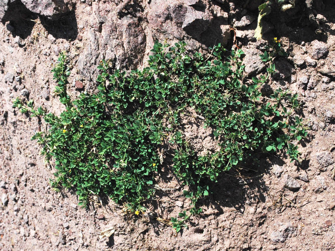 Image of Melilotoides popovii specimen.