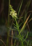 Linaria vulgaris. Верхушка побега с соцветием. Мурманская обл., ЗАТО г. Североморск, заброшенная свалка на месте бывшего подсобного хозяйства. 20.09.2015.