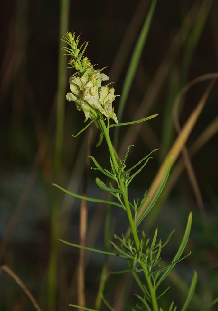 Image of Linaria vulgaris specimen.