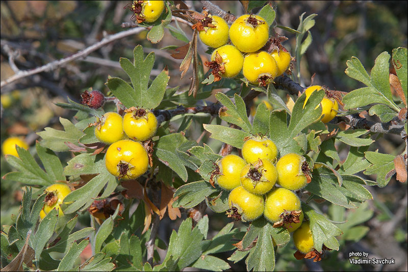 Image of Crataegus pojarkovae specimen.