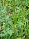 Solidago virgaurea ssp. dahurica