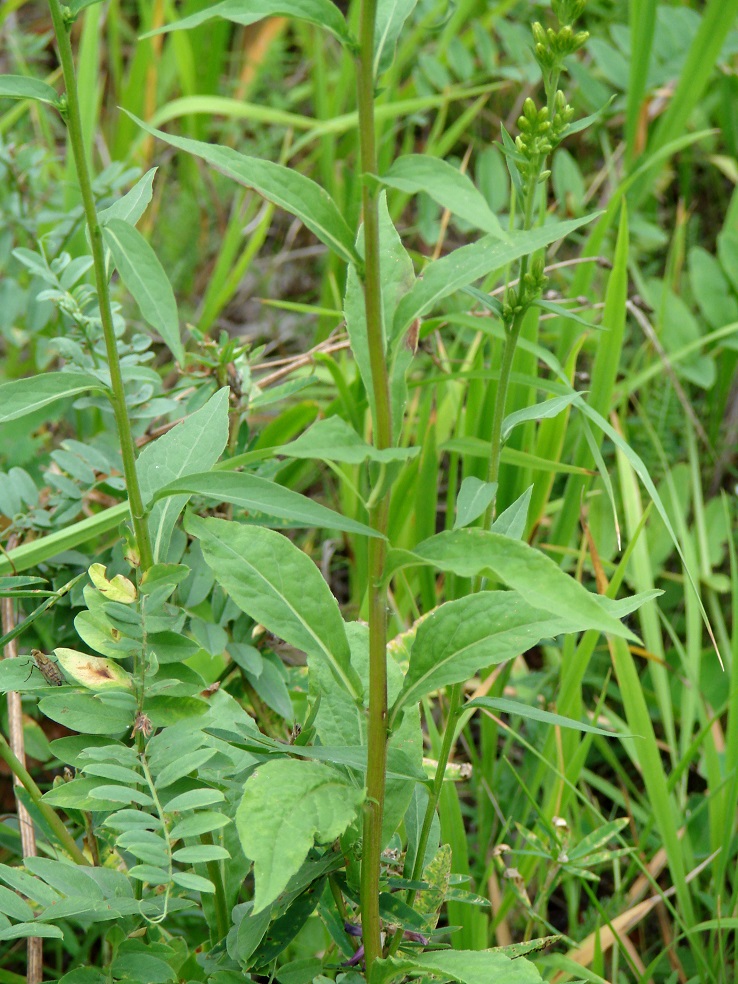 Изображение особи Solidago virgaurea ssp. dahurica.