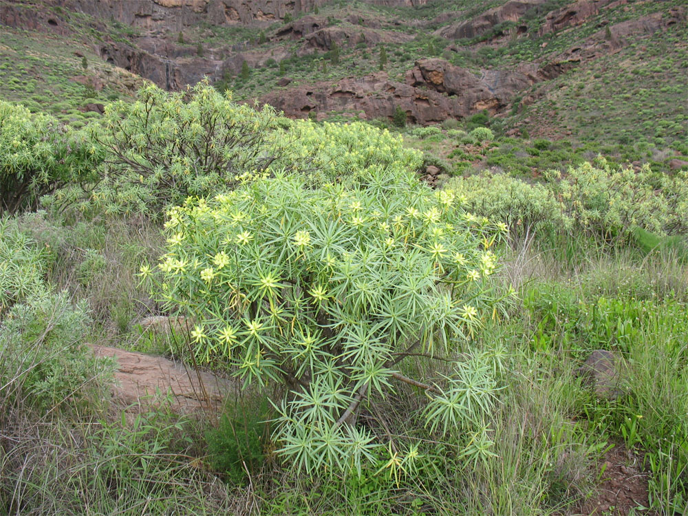 Изображение особи Euphorbia regis-jubae.