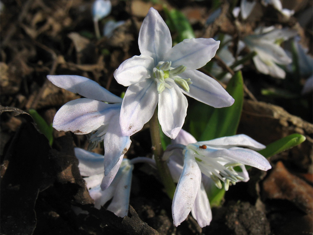 Изображение особи Scilla mischtschenkoana.