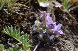 genus Oxytropis