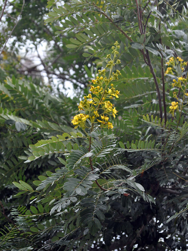 Image of Senna siamea specimen.