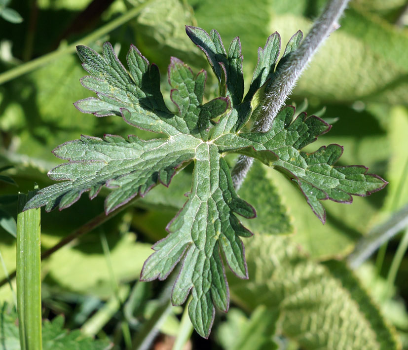 Image of genus Delphinium specimen.