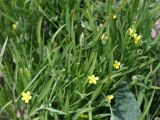 Koelpinia linearis. Верхушки побегов цветущего и плодоносящего растения. Кыргызстан, Нарынская обл., правый берег р. Нарын, окр. с. Таш-Булак. 11.07.2015.