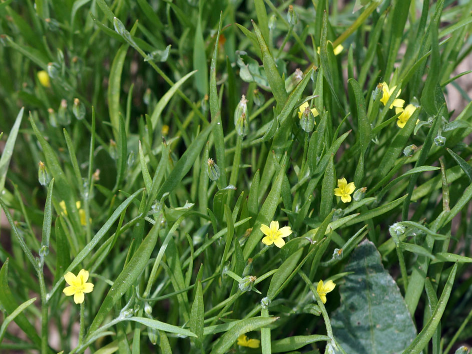 Image of Koelpinia linearis specimen.