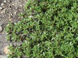 Portulaca oleracea. Вегетирующее растение. Иркутская обл., окр. г. Иркутска, на пустыре. 31.07.2015.