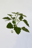 genus Solanum. Верхушка растения с цветками и завязавшимися плодами. Республика Молдова, пригород Кишинёва. 16 августа 2009 г.