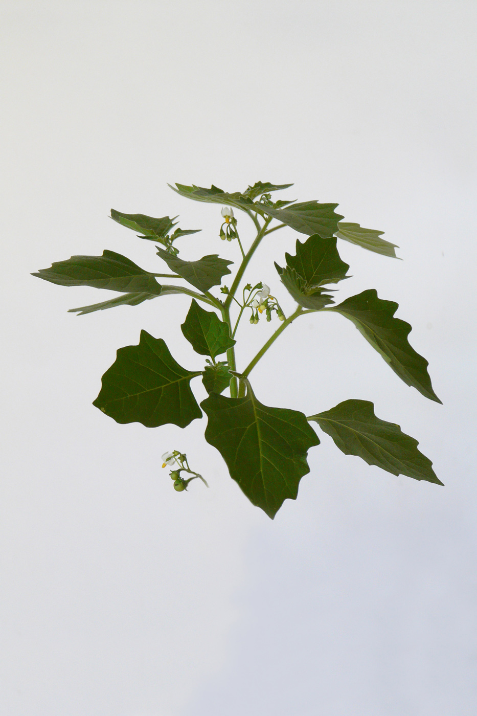 Image of genus Solanum specimen.