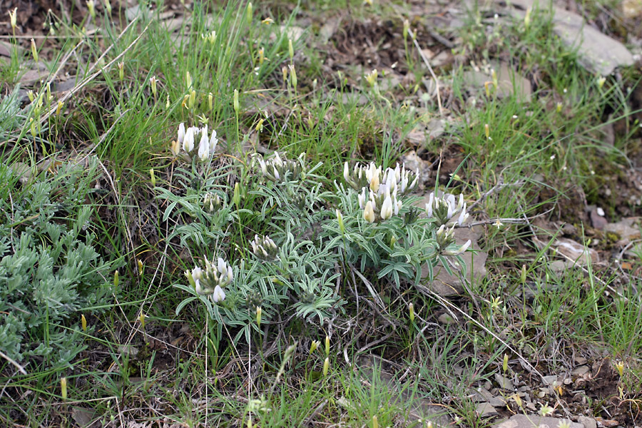 Изображение особи род Astragalus.