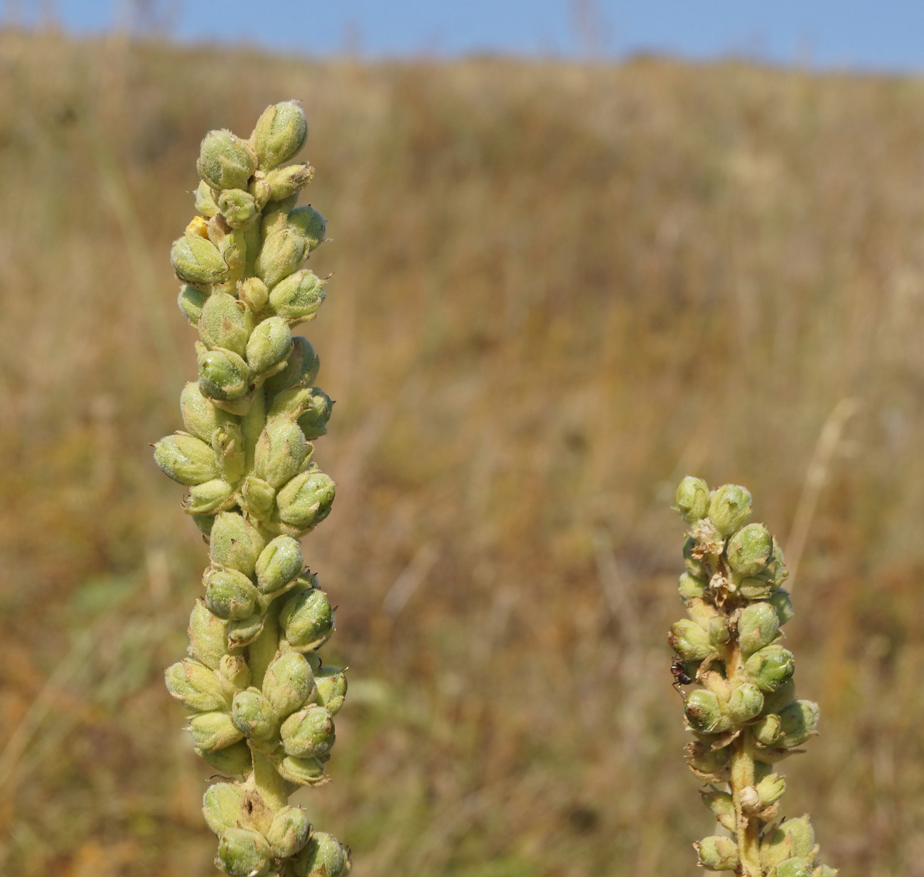 Image of Verbascum phlomoides specimen.