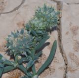 Image of specimen