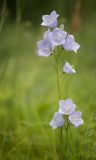 Campanula persicifolia