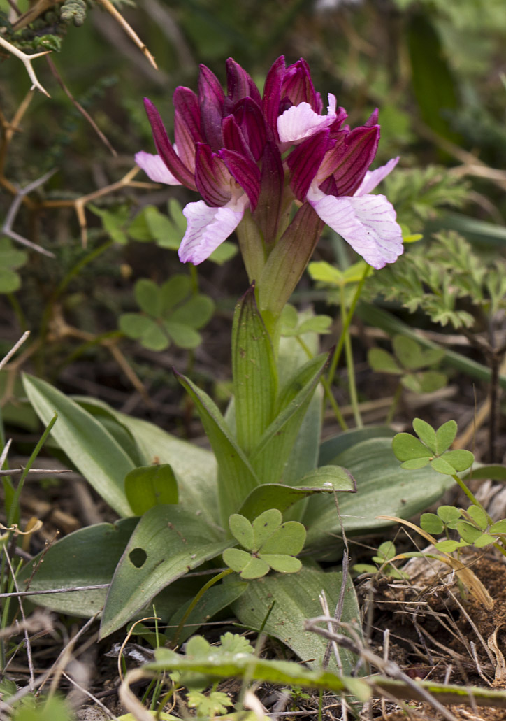 Изображение особи Anacamptis papilionacea.