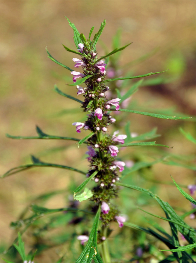 Image of Leonurus japonicus specimen.