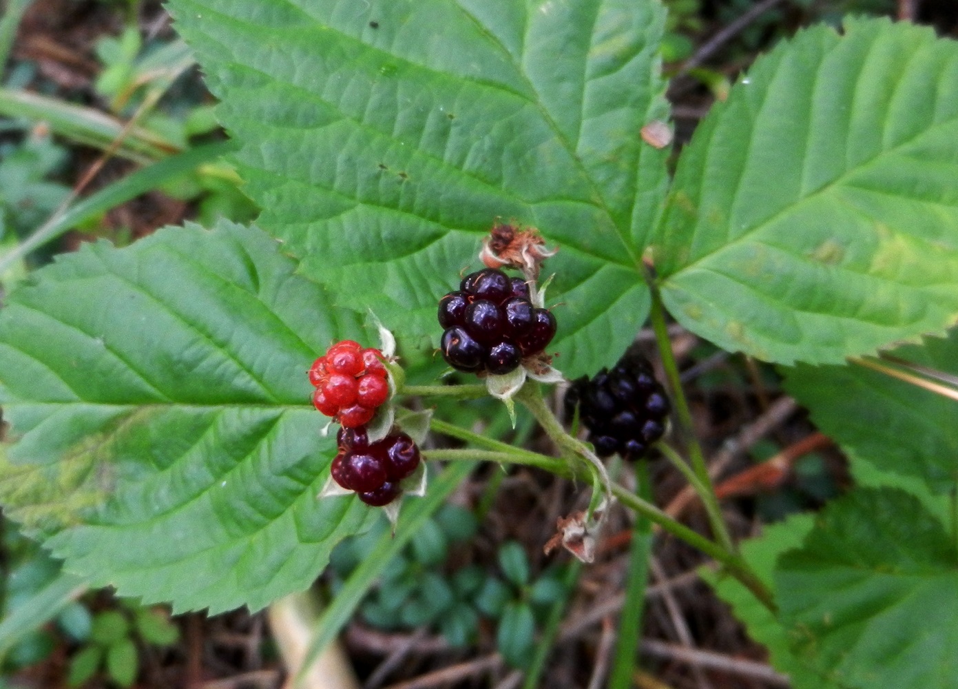 Изображение особи Rubus nessensis.