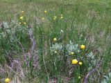Allium schoenoprasum. Расцветающие растения в сырой лощине. Кольский полуостров, Восточный Мурман, окр. Дальние Зеленцы, кут губы Шельпинская. 16.07.2009.