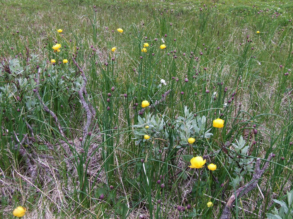 Image of Allium schoenoprasum specimen.