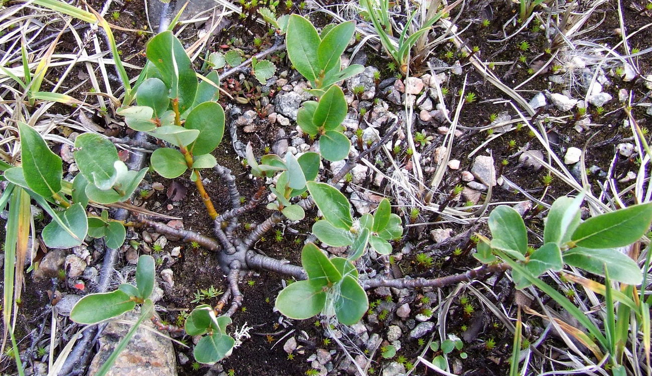 Image of Salix arctica specimen.