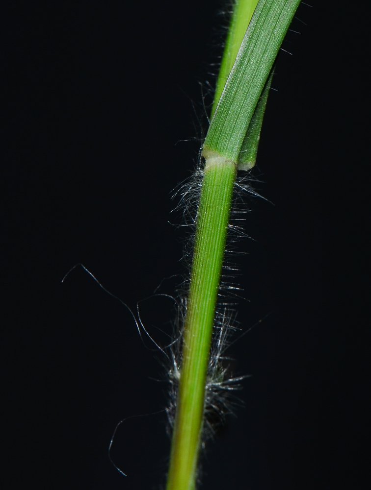 Изображение особи Cenchrus ciliaris.