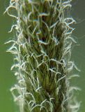 Alopecurus pratensis