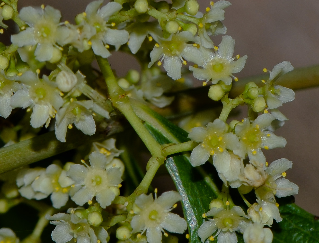 Изображение особи Catha edulis.