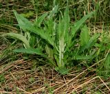 Cirsium heterophyllum