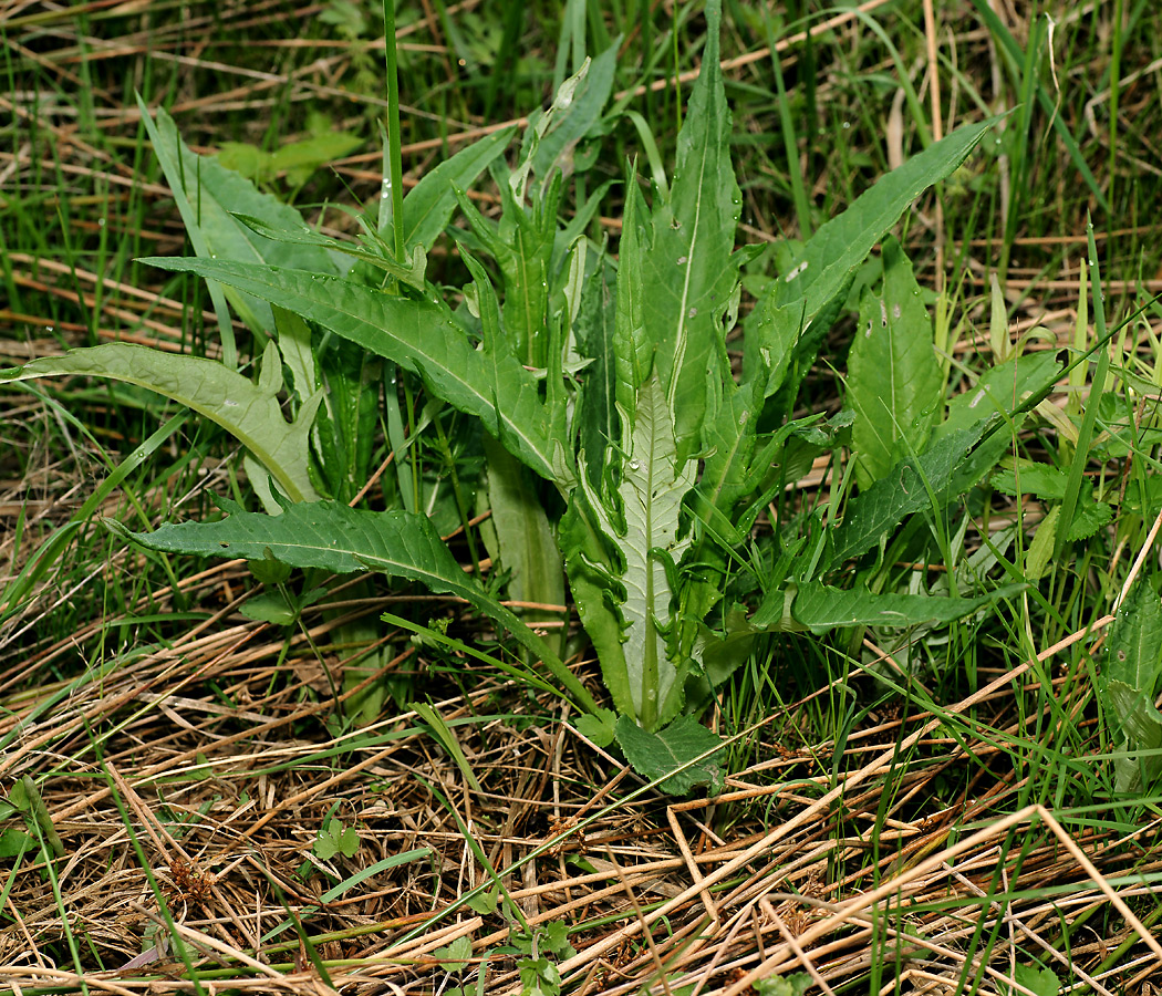 Изображение особи Cirsium heterophyllum.