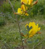 Chamaecytisus ruthenicus