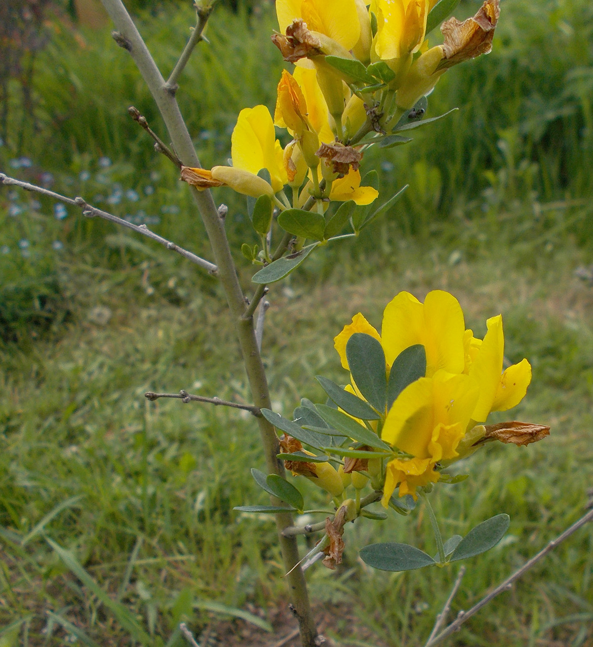 Изображение особи Chamaecytisus ruthenicus.