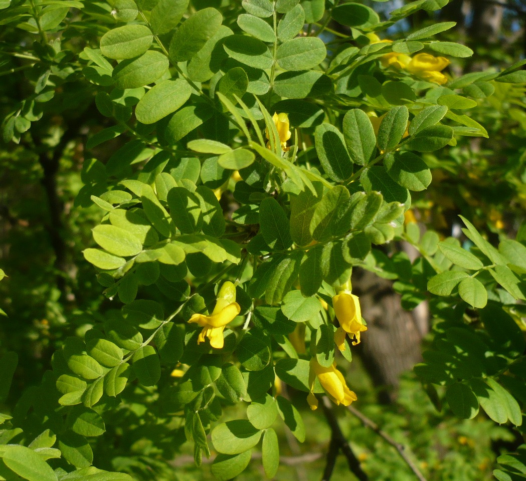 Image of Caragana arborescens specimen.