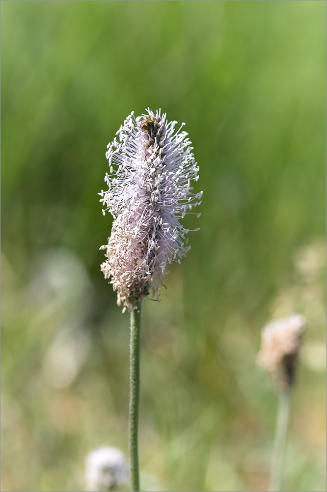 Изображение особи Plantago media.