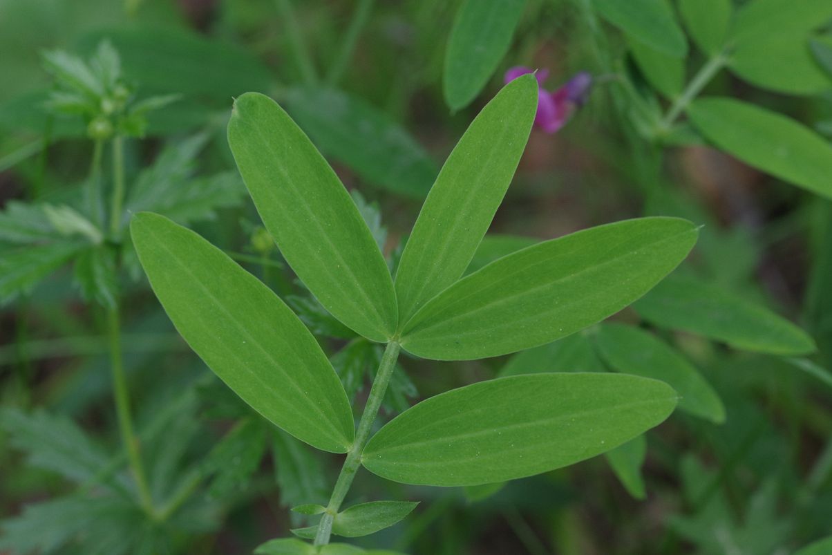 Изображение особи Lathyrus linifolius.