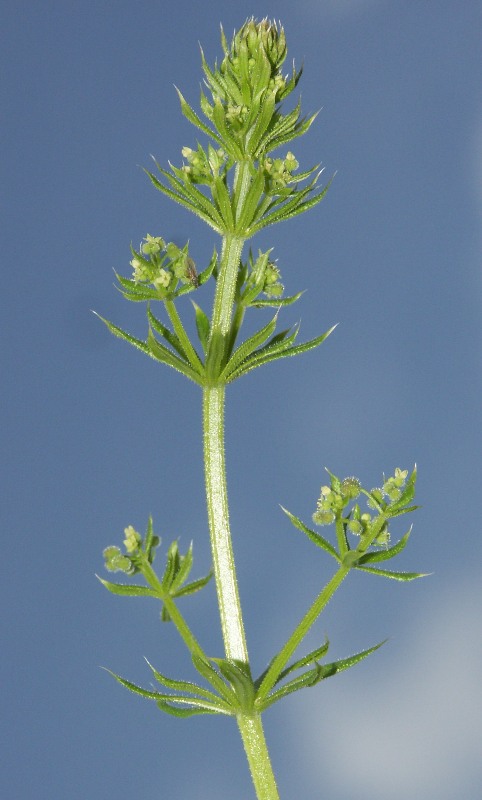Image of Galium vaillantii specimen.