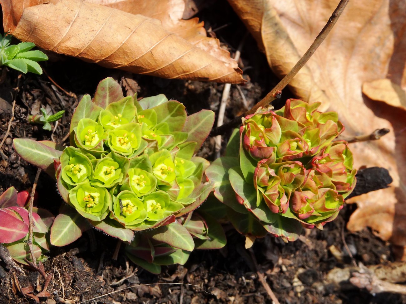 Изображение особи Euphorbia komaroviana.