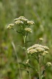 Achillea millefolium